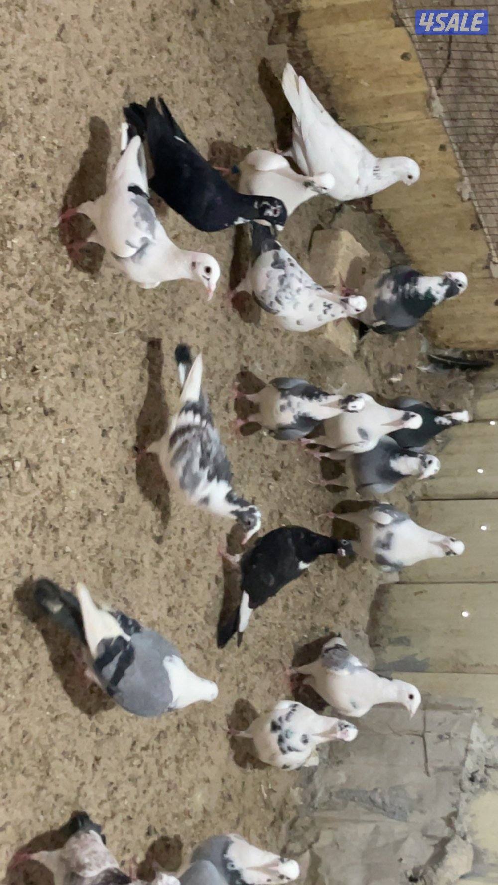 حمام قنادي وكريميات للبيع12