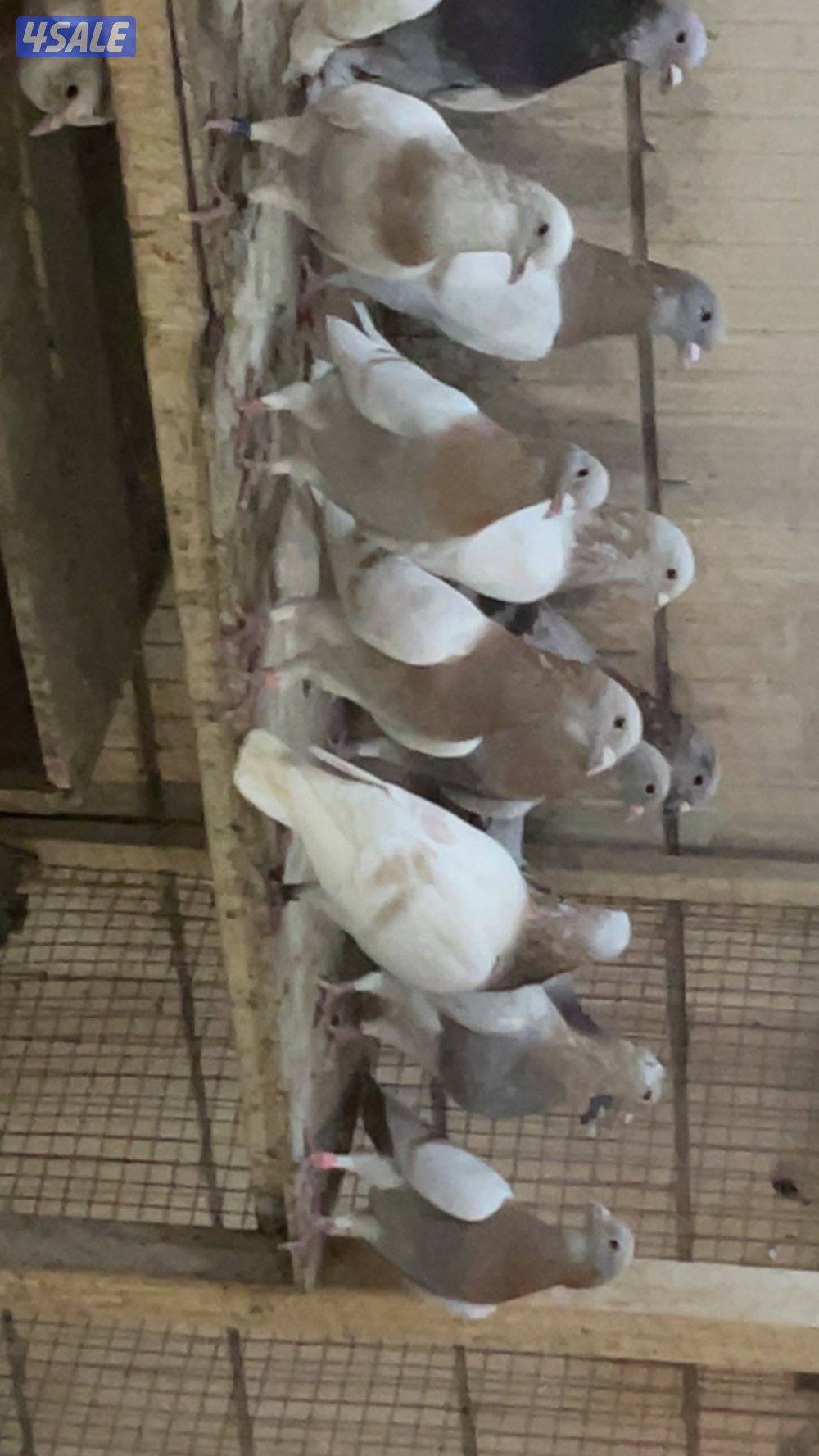 حمام قنادي وكريميات للبيع13