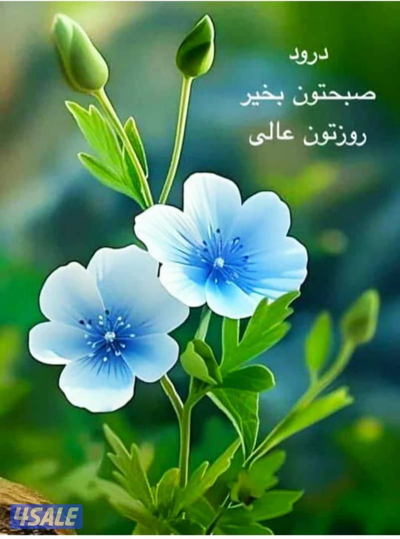 للايجار بيت بالمنقف قطعه ٣ شارع واحد جديد0