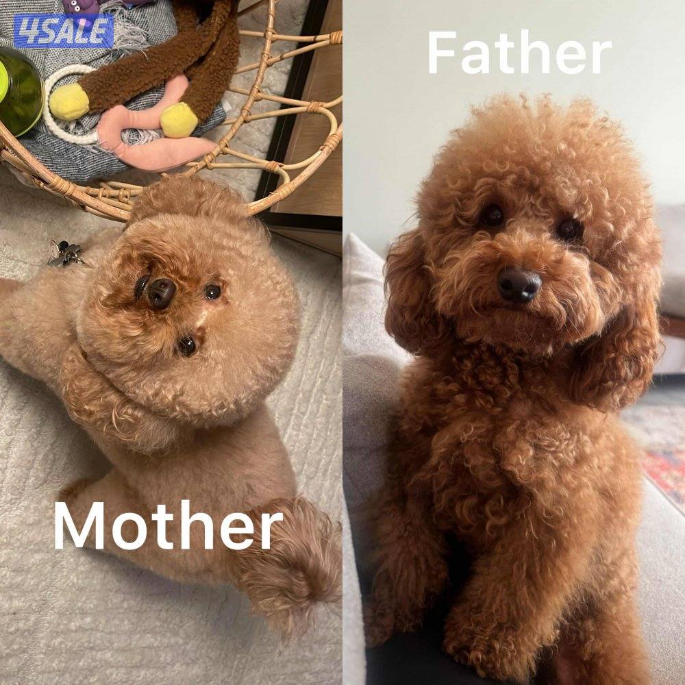 للبيع توي بودل نثيه1