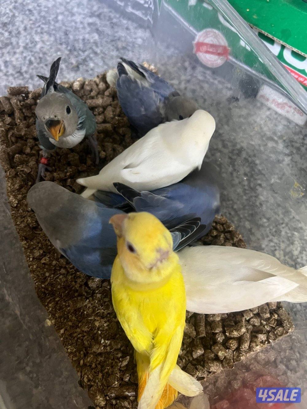 لوف بيرد عس روز0