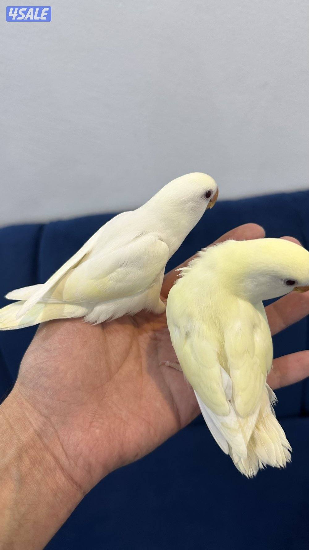 لوف بيرد + كروان انتاج 🇰🇼0