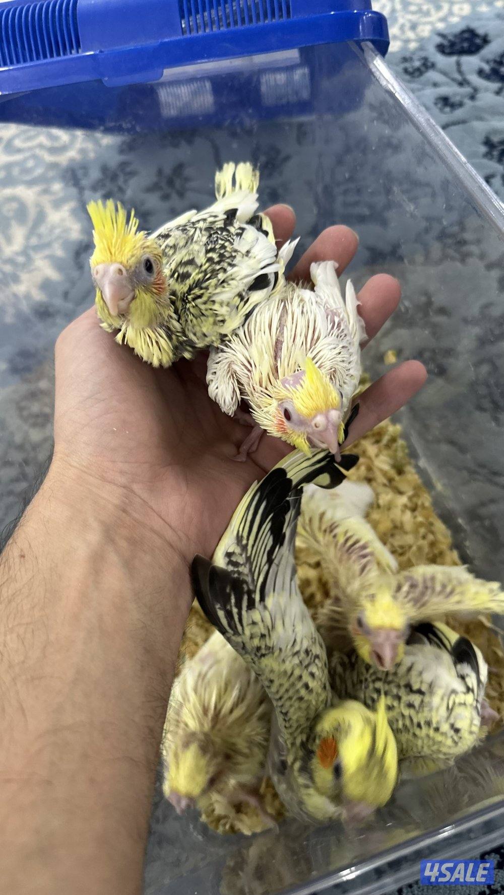 لوف بيرد + كروان انتاج 🇰🇼1