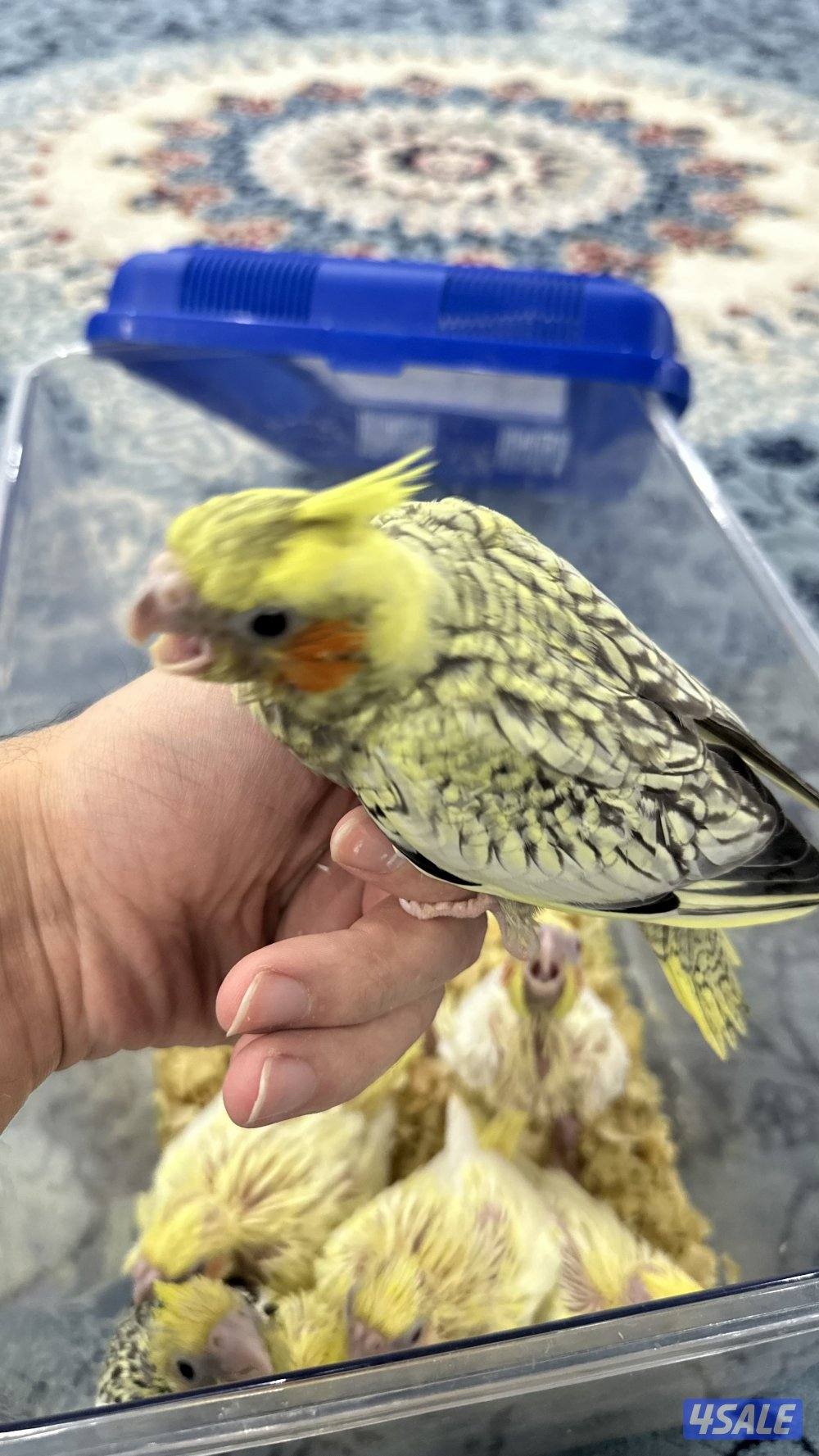 لوف بيرد + كروان انتاج 🇰🇼2