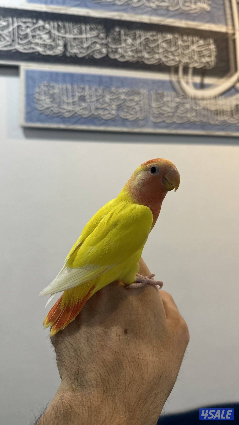 لوف بيرد + كروان انتاج 🇰🇼3