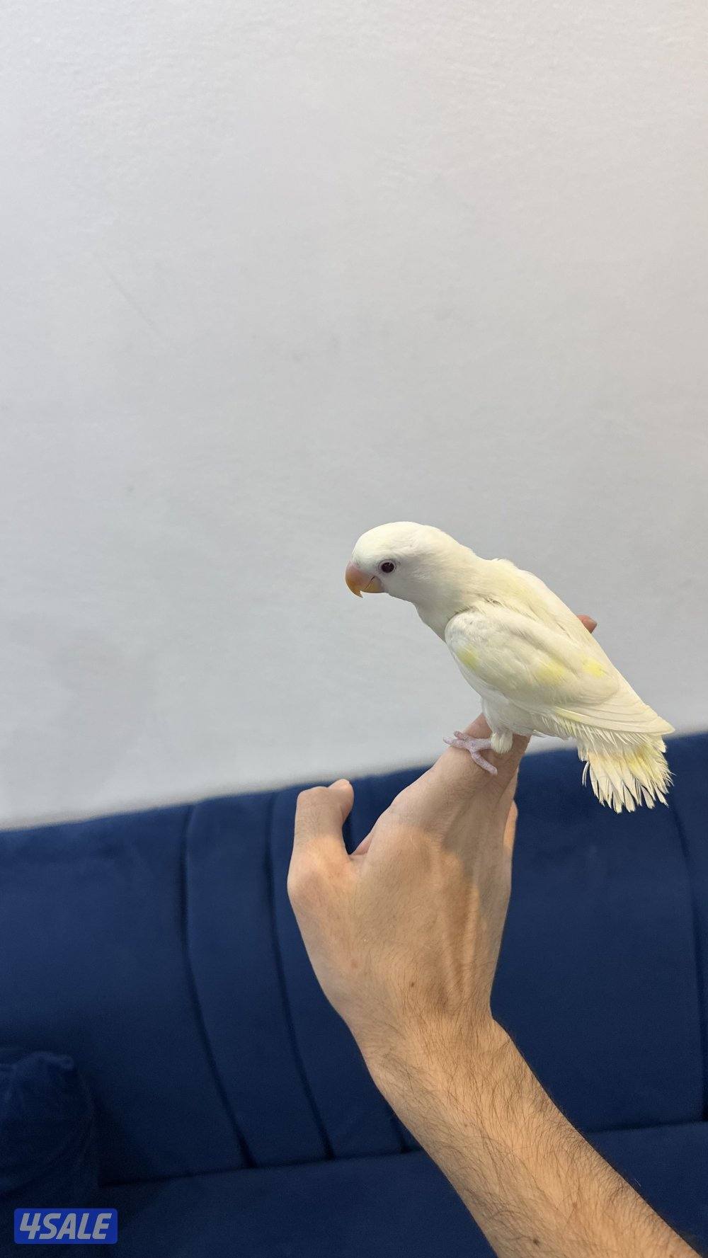 لوف بيرد + كروان انتاج 🇰🇼4