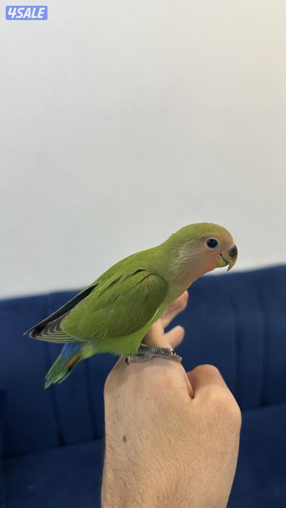 لوف بيرد + كروان انتاج 🇰🇼5