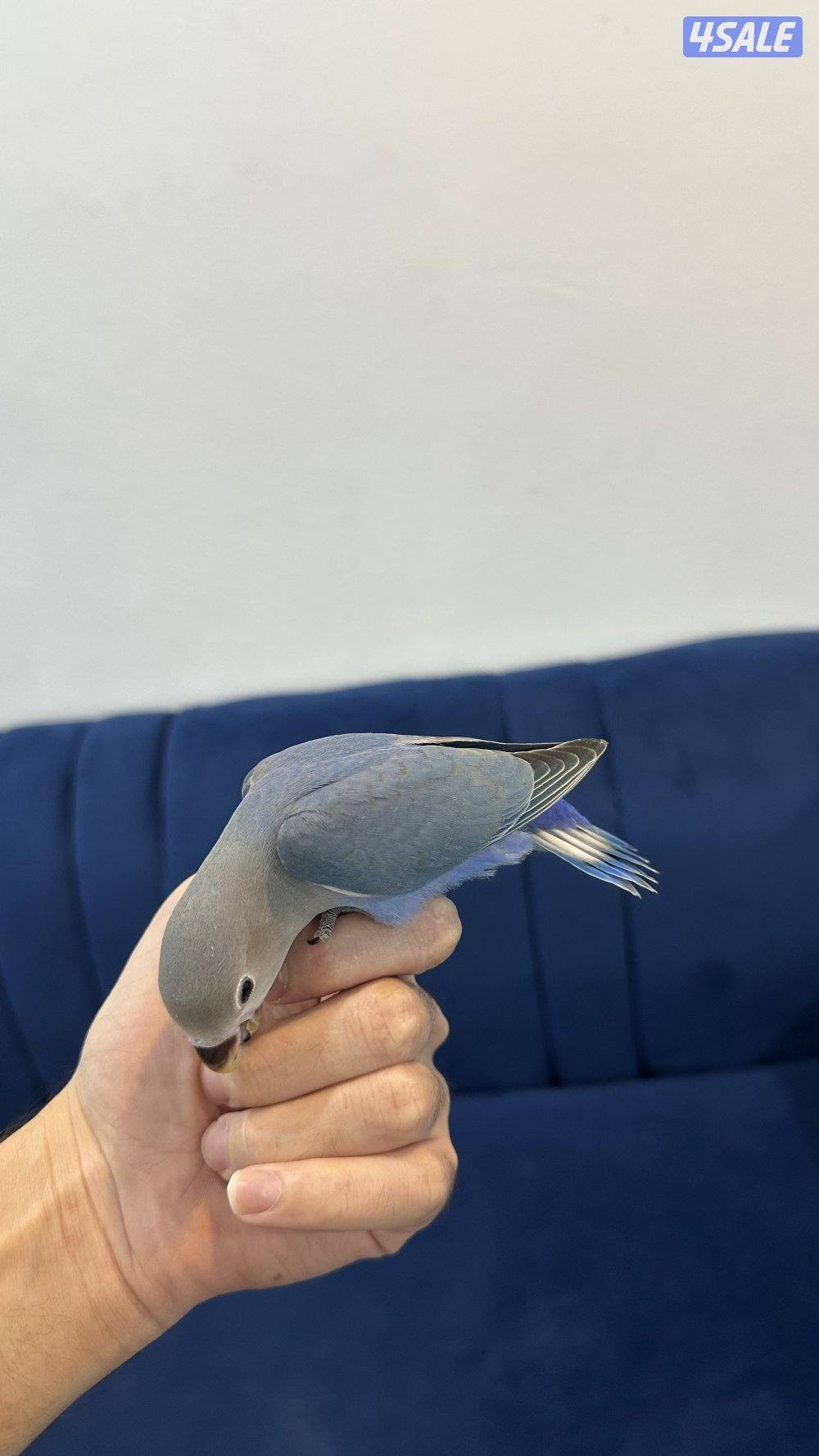 لوف بيرد + كروان انتاج 🇰🇼6