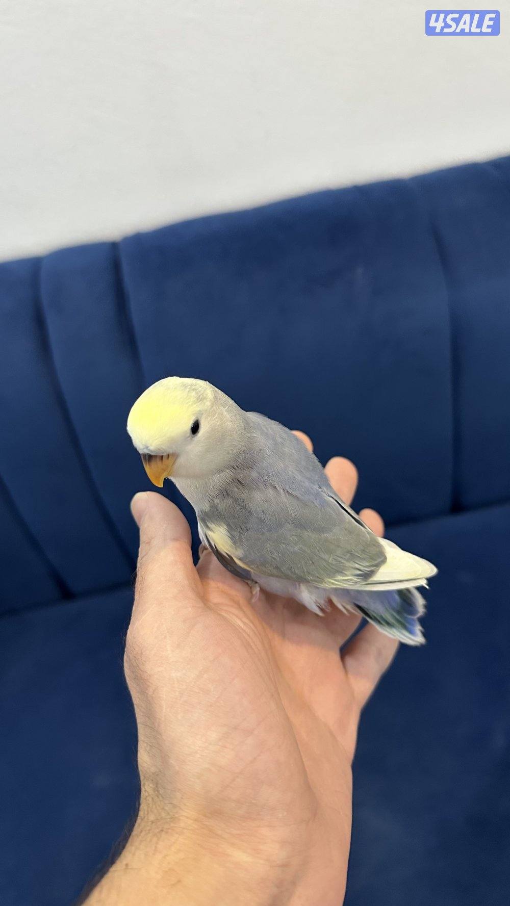 لوف بيرد + كروان انتاج 🇰🇼7