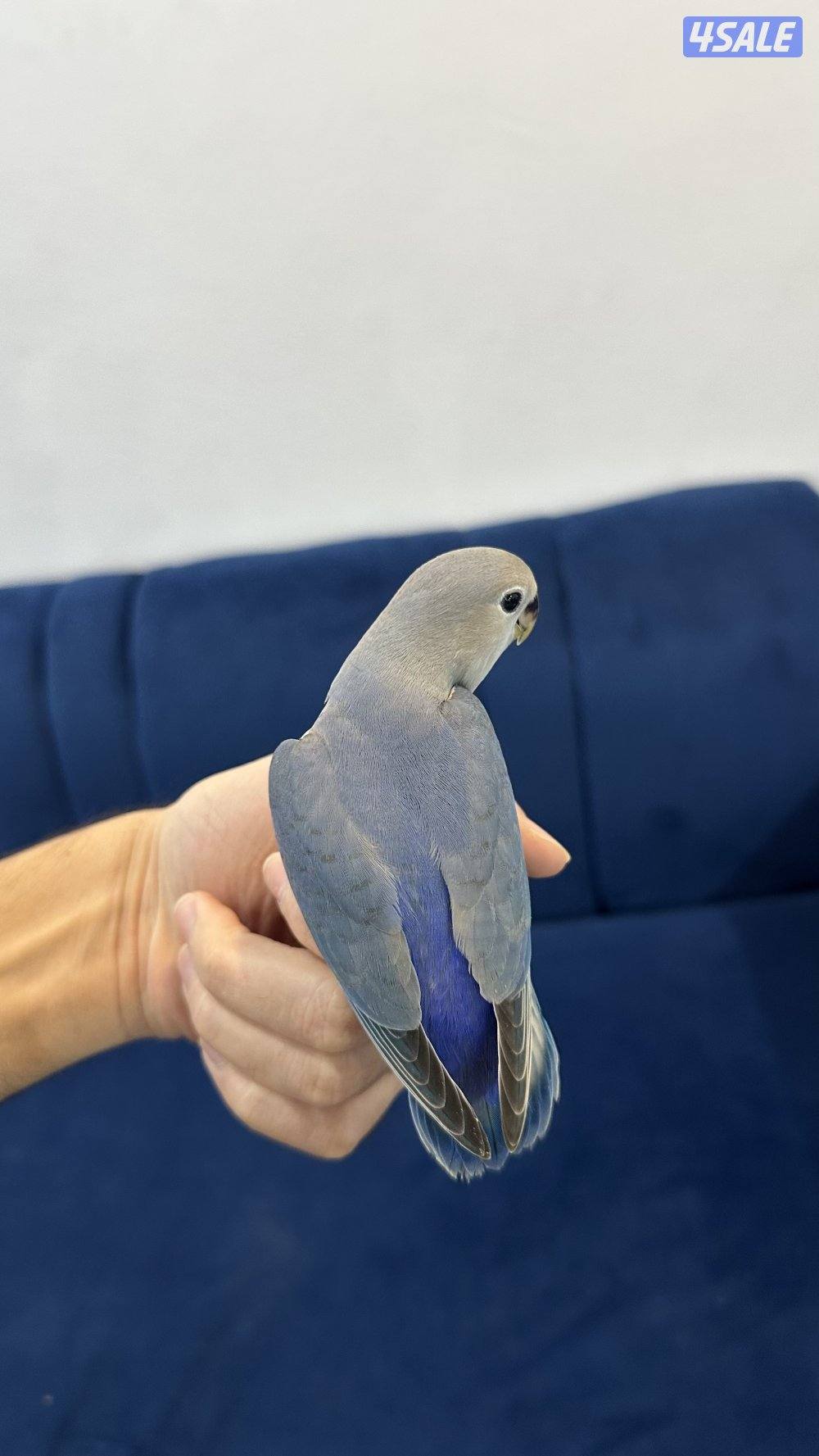 لوف بيرد + كروان انتاج 🇰🇼8