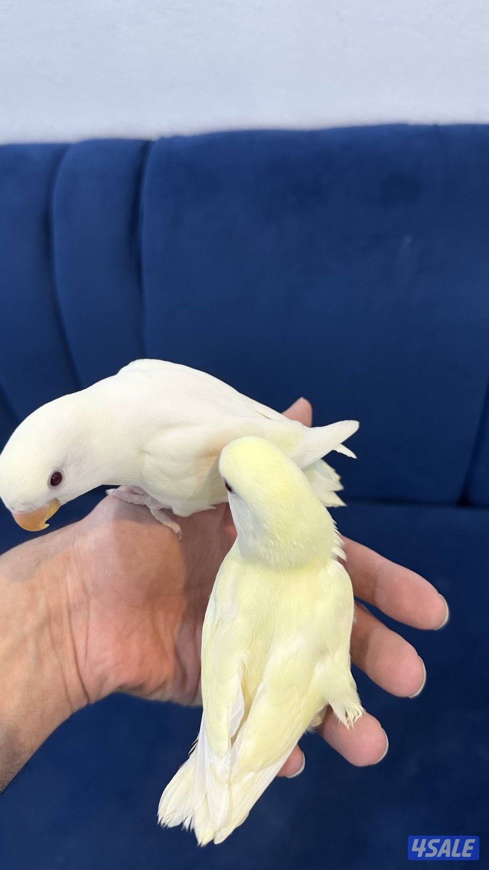 لوف بيرد + كروان انتاج 🇰🇼9