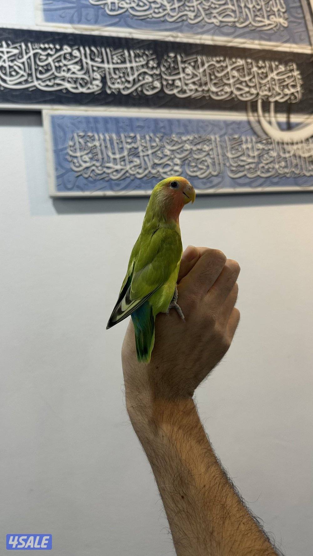 لوف بيرد + كروان انتاج 🇰🇼10