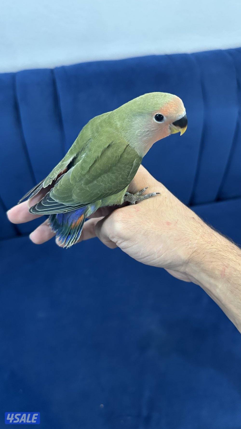 لوف بيرد + كروان انتاج 🇰🇼11