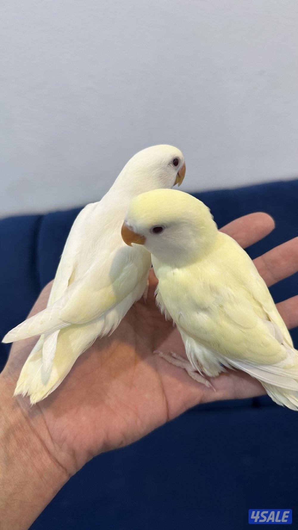 لوف بيرد + كروان انتاج 🇰🇼12