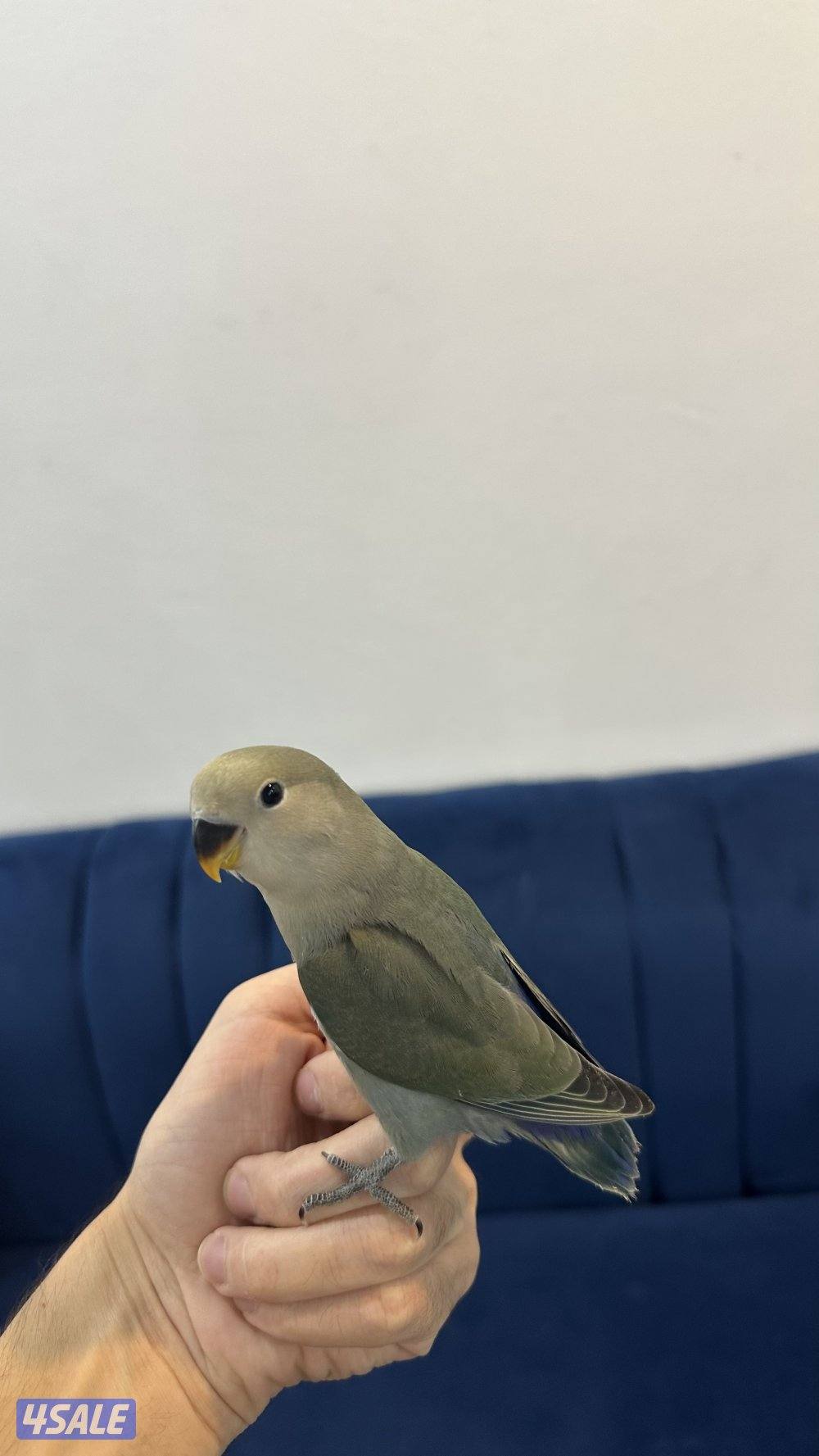 لوف بيرد + كروان انتاج 🇰🇼13