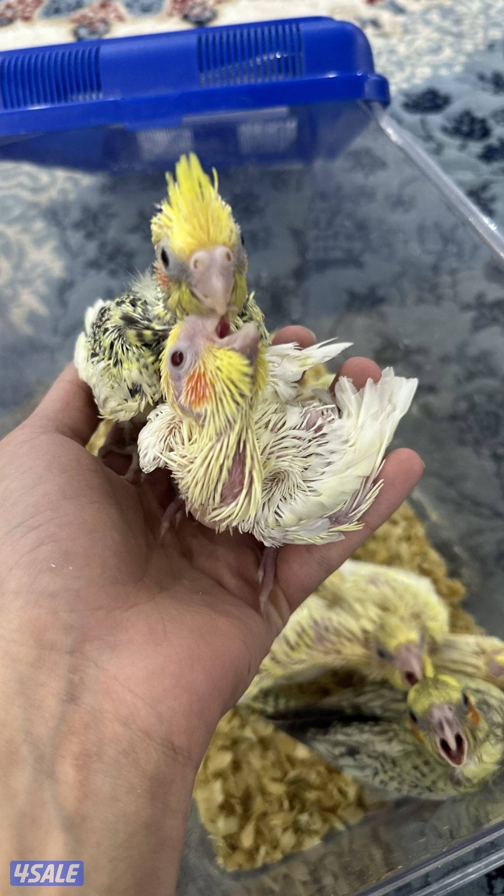 لوف بيرد + كروان انتاج 🇰🇼14