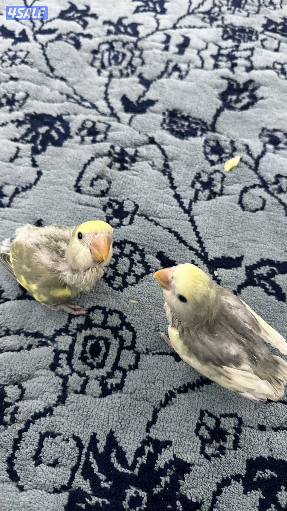 لوف بيرد + كروان انتاج 🇰🇼15