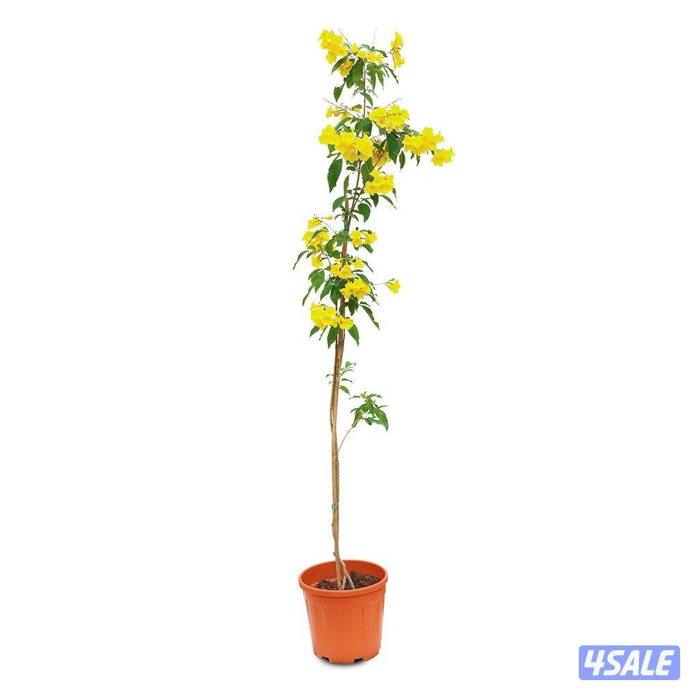 سيدز للخدمات والمقاولات الزراعية2