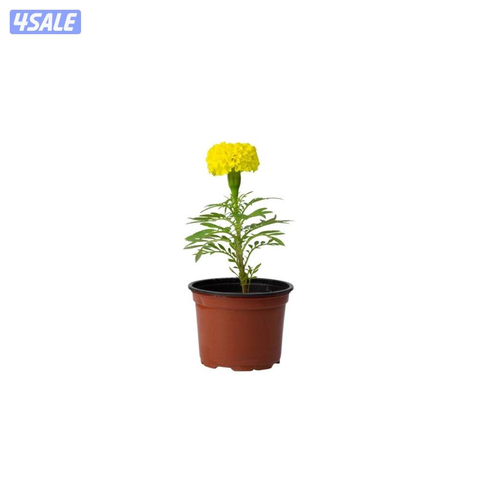 سيدز للخدمات والمقاولات الزراعية3