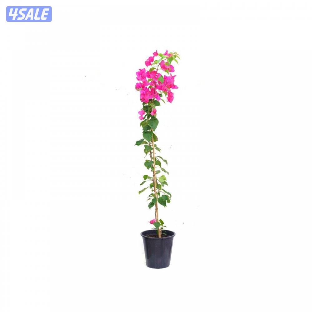 سيدز للخدمات والمقاولات الزراعية4