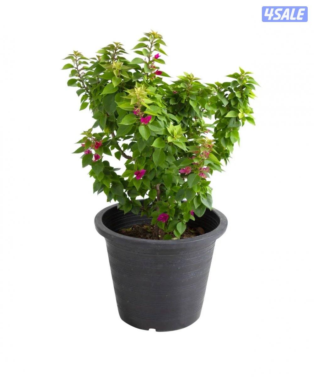 سيدز للخدمات والمقاولات الزراعية5