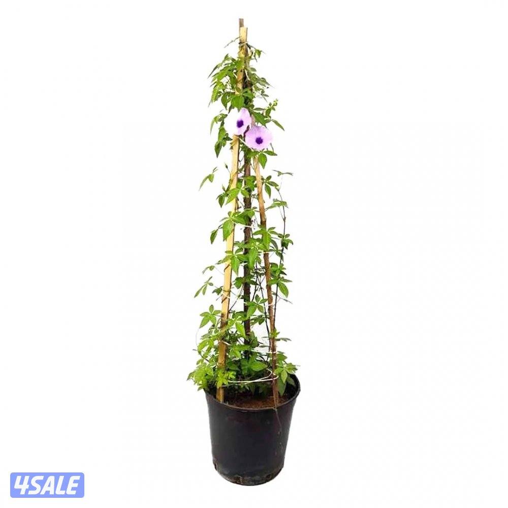 سيدز للخدمات والمقاولات الزراعية7