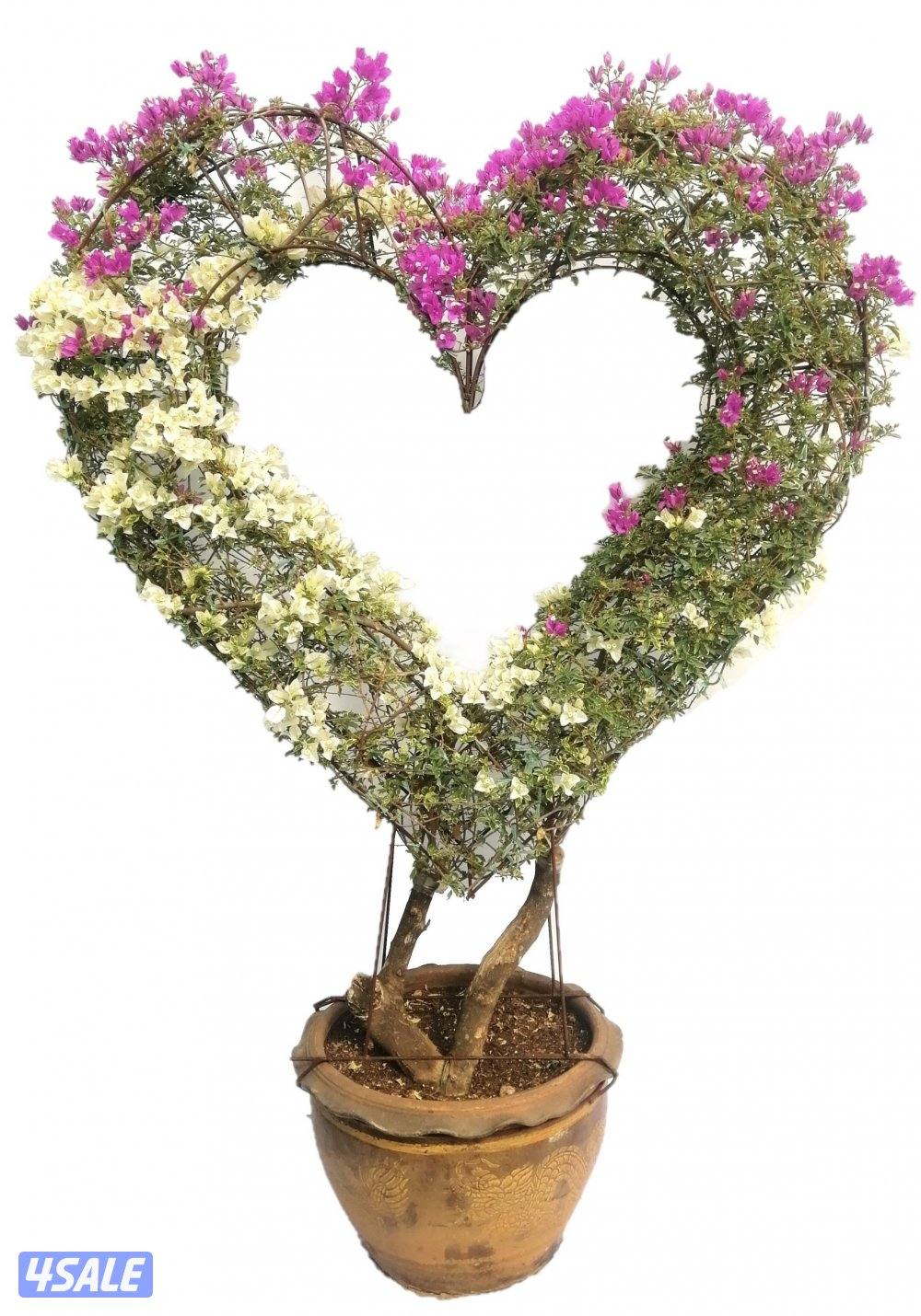 سيدز للخدمات والمقاولات الزراعية8