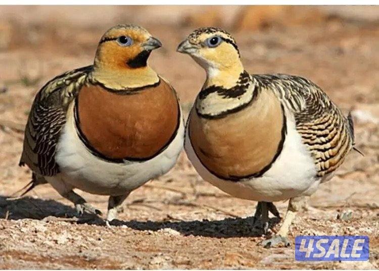 للبيع ازواج قطا نغاق0