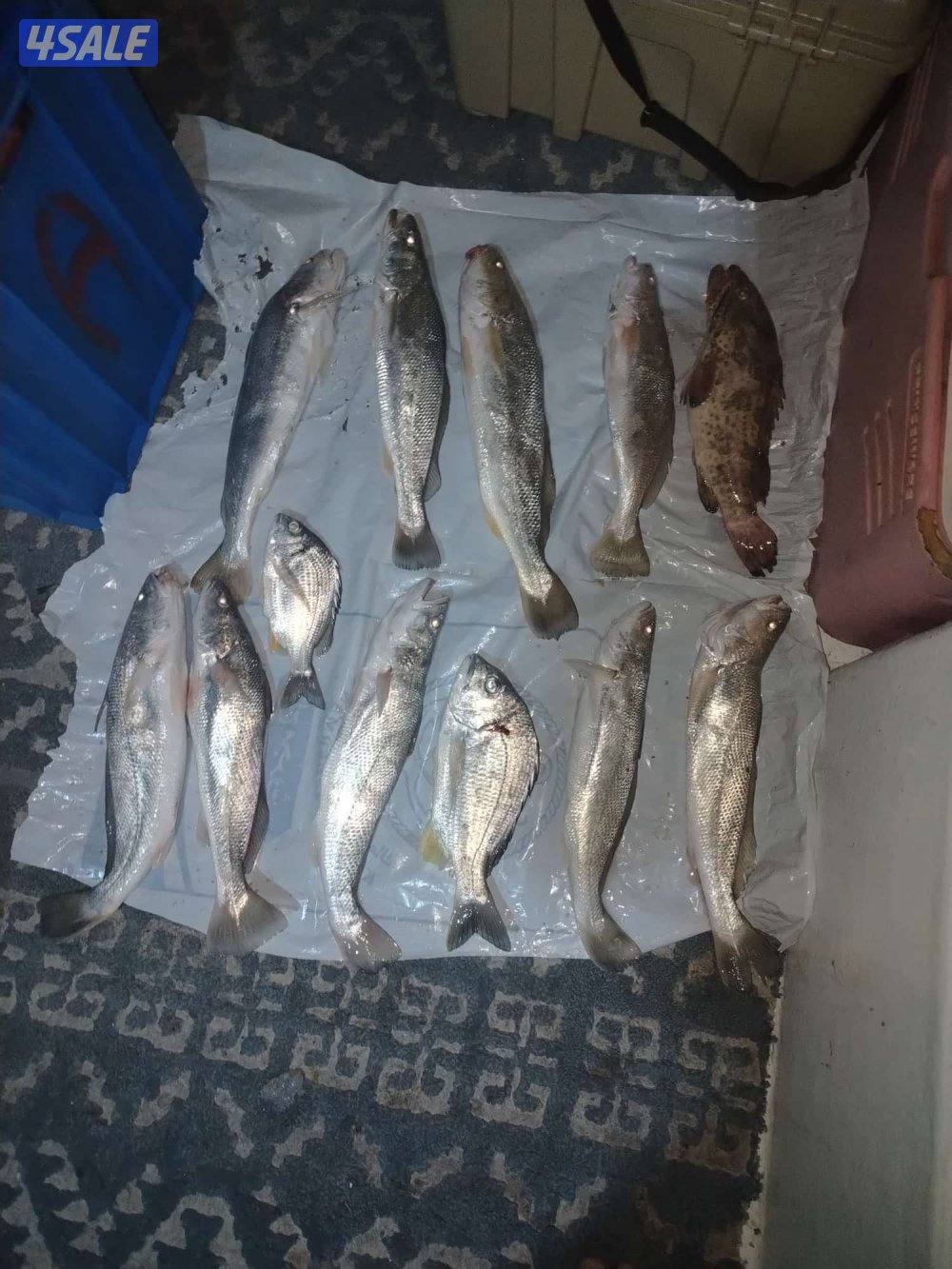 ايجار طراد وتأجير طراد0