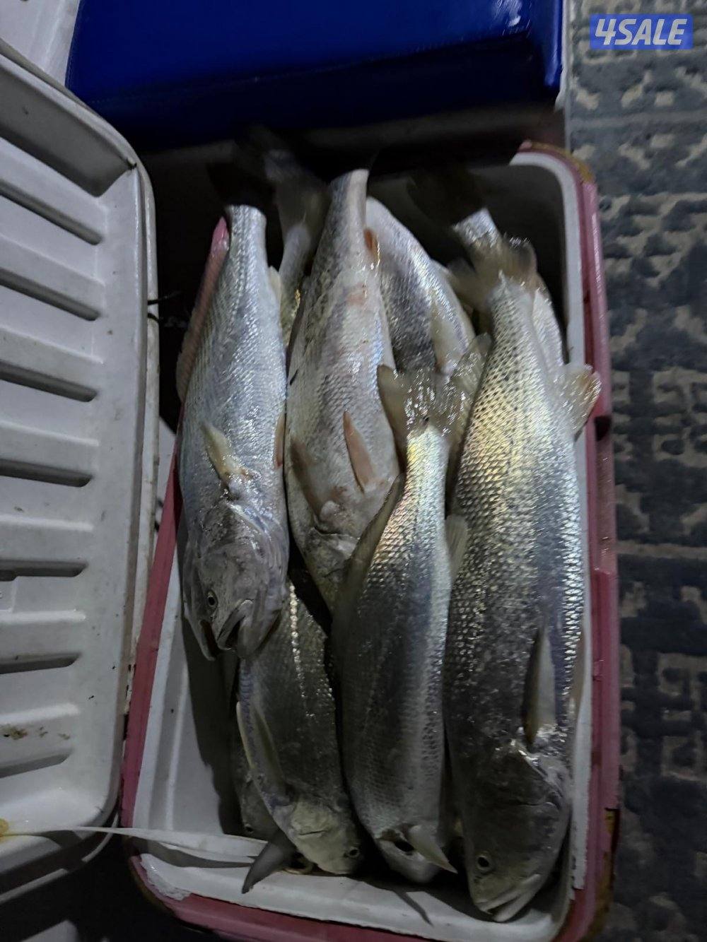 ايجار طراد وتأجير طراد1