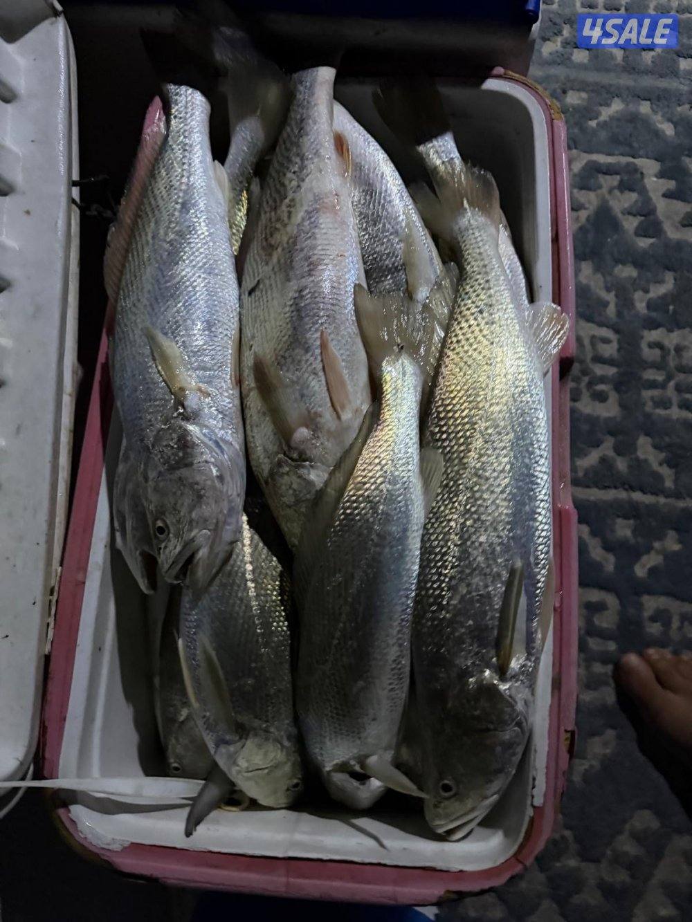 ايجار طراد وتأجير طراد2