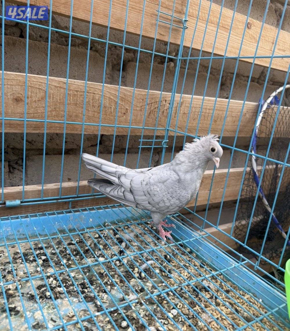 للبيع حمام و جيكيات و طواويس0