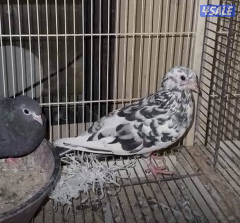 للبيع حمام و جيكيات و طواويس1