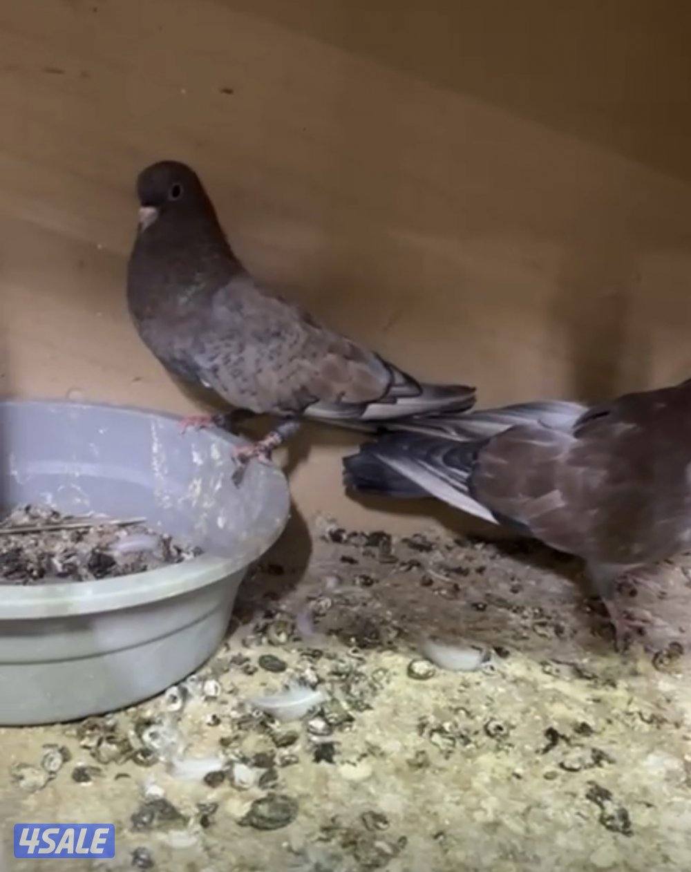 للبيع حمام و جيكيات و طواويس2