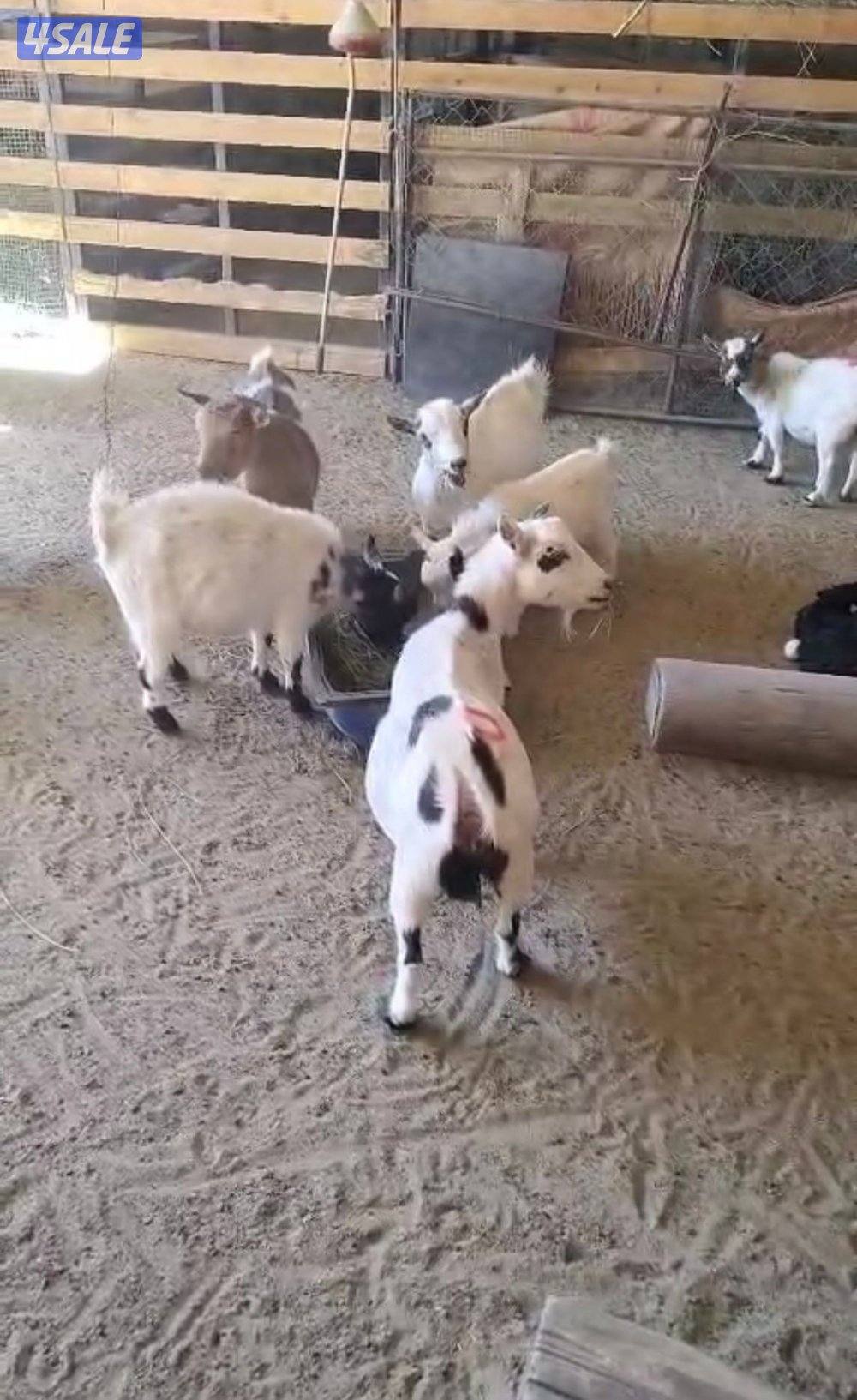 للبيع حمام و جيكيات و طواويس3