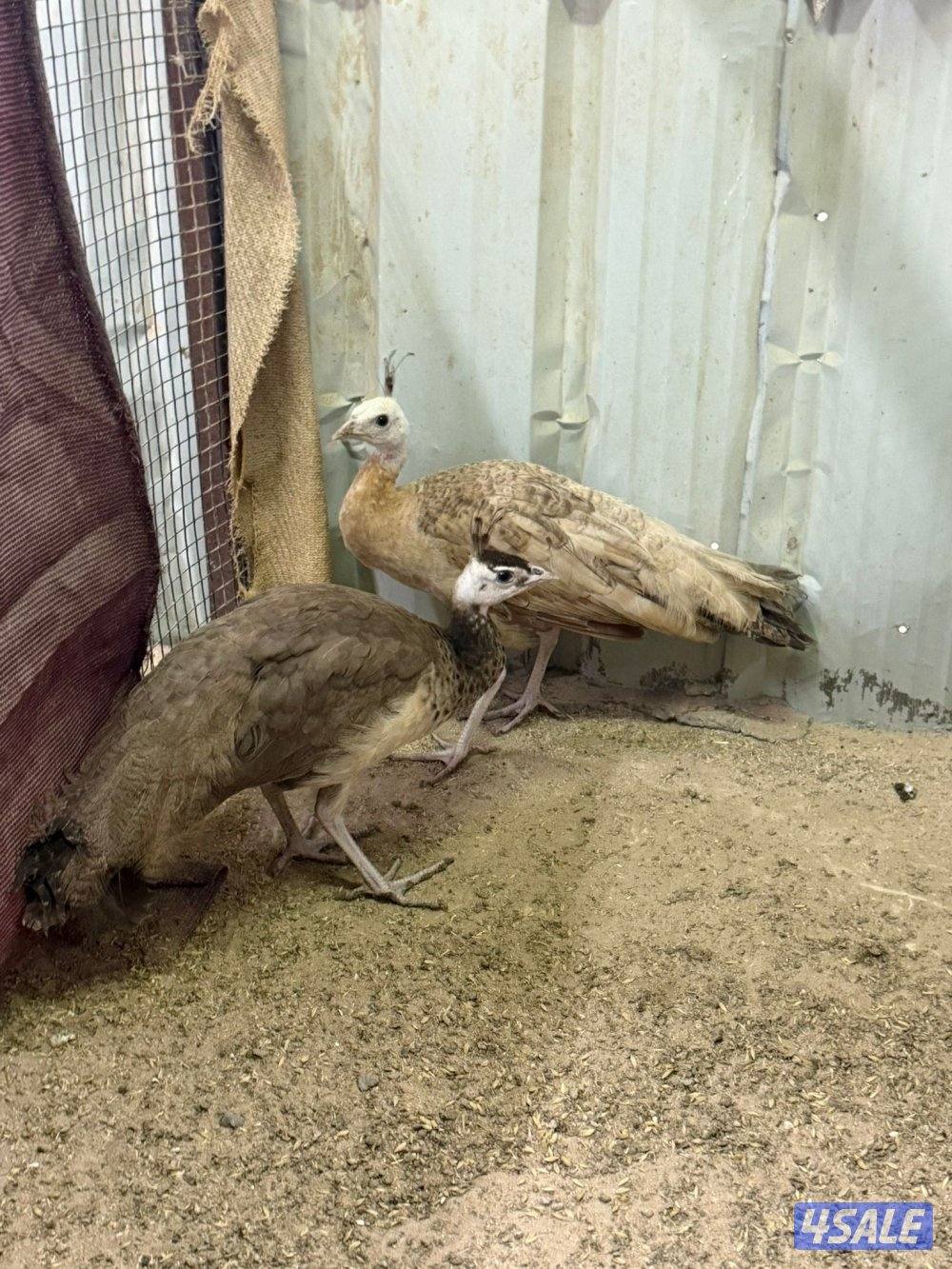 للبيع حمام و جيكيات و طواويس5