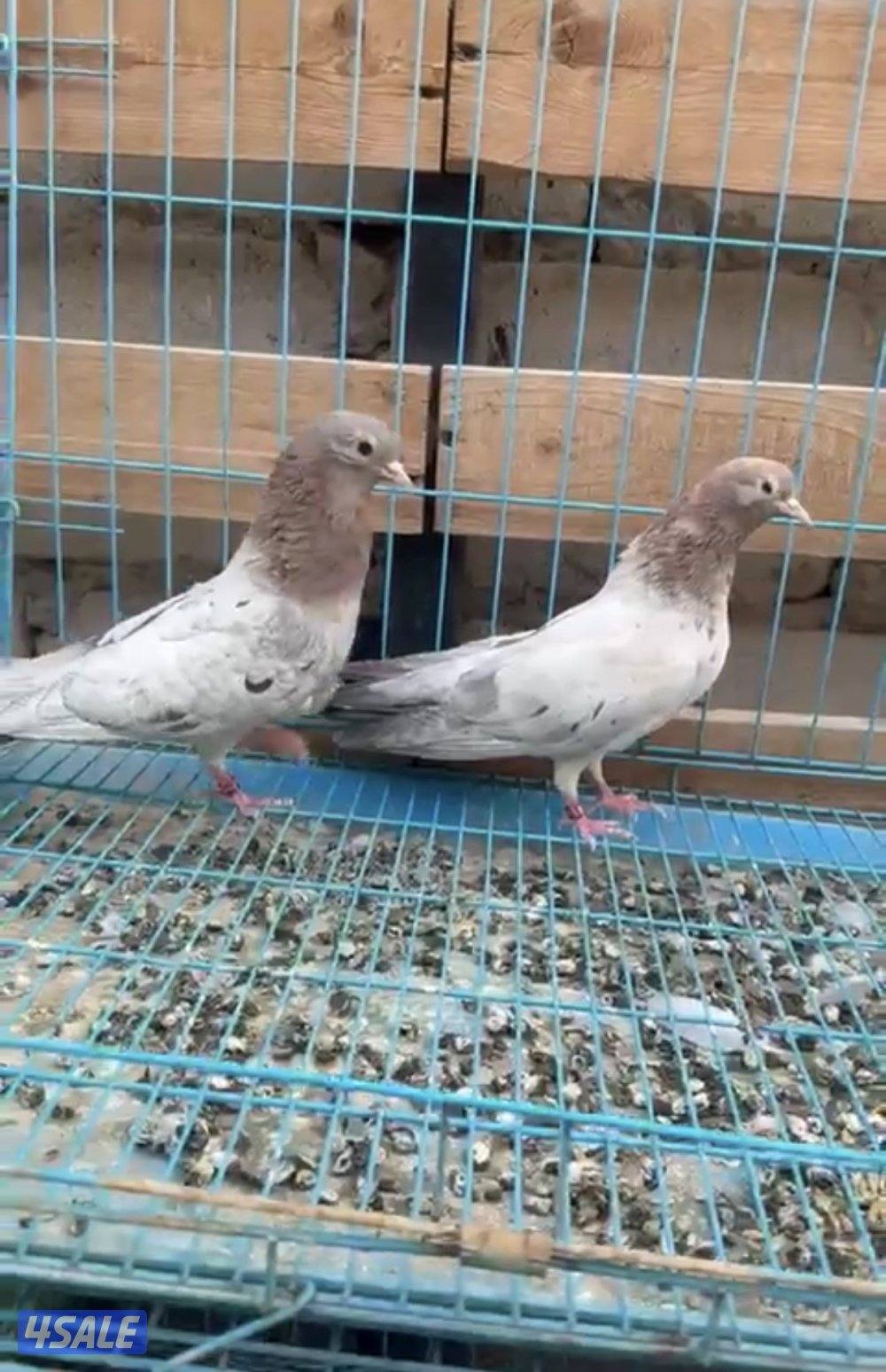 للبيع حمام و جيكيات و طواويس4