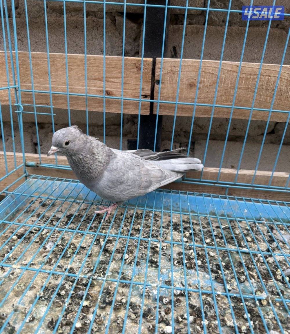 للبيع حمام و جيكيات و طواويس6