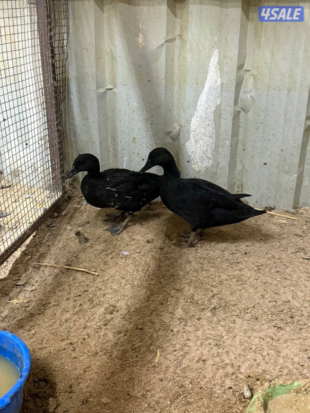 للبيع حمام و جيكيات و طواويس7