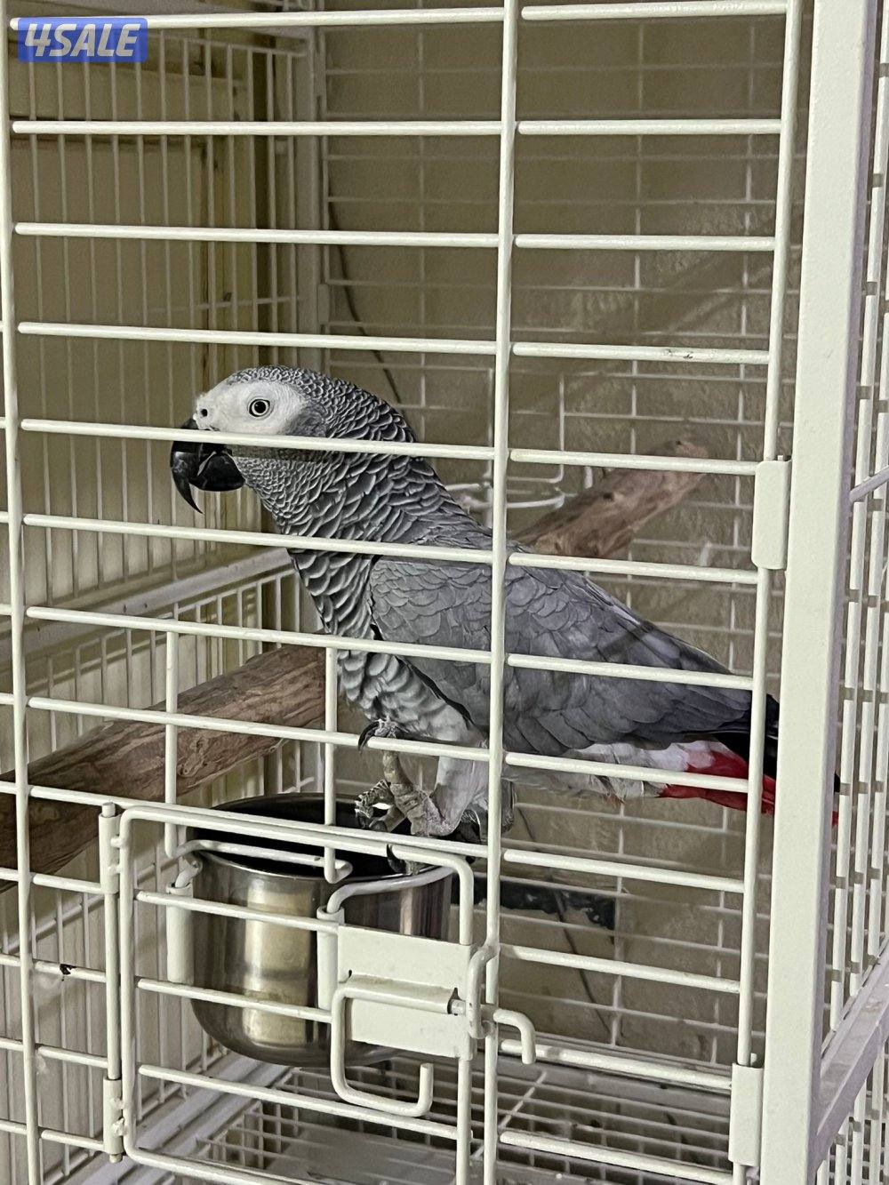 للبيع كاسكو0