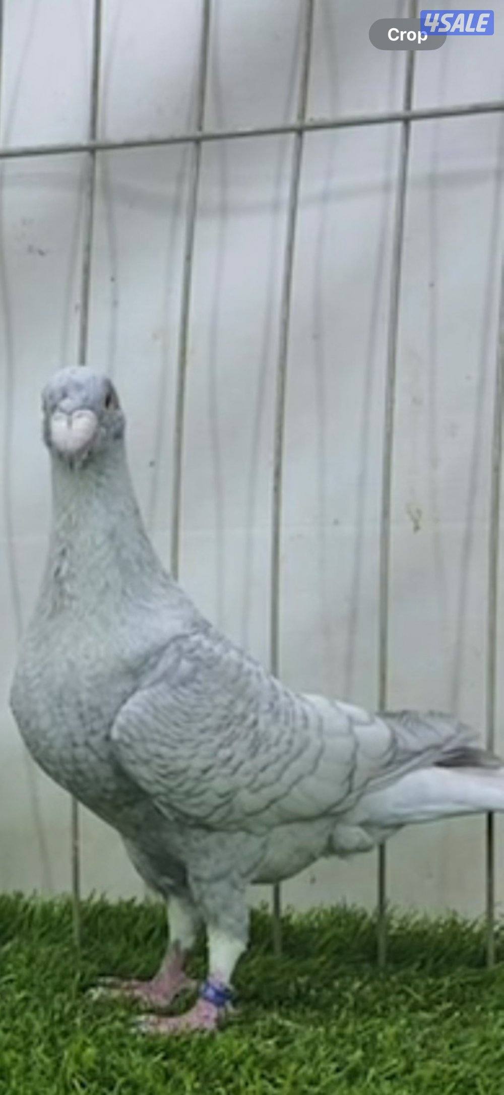 للبيع فحل  هومر رديوس موليد ٢٠٢٢0