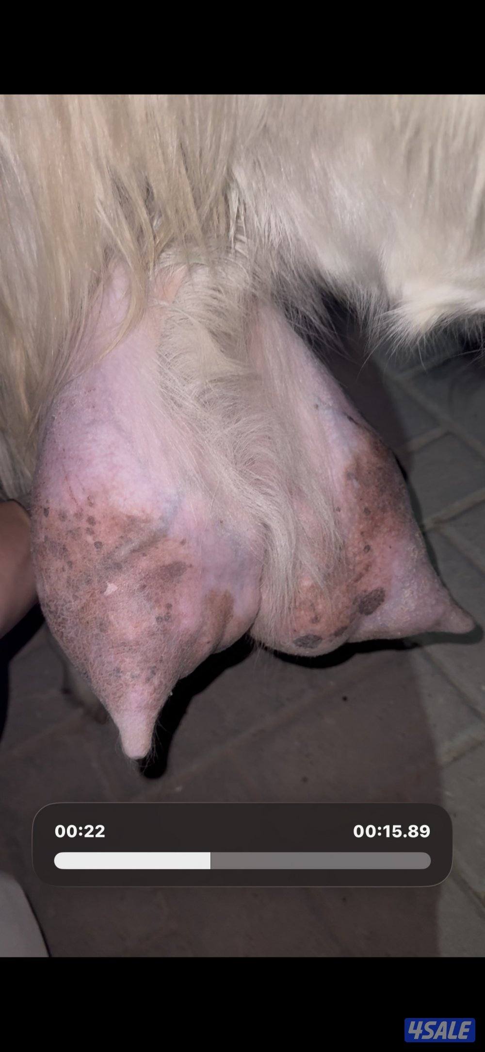 حليب شرط فاخر تبارك  الرحمن0