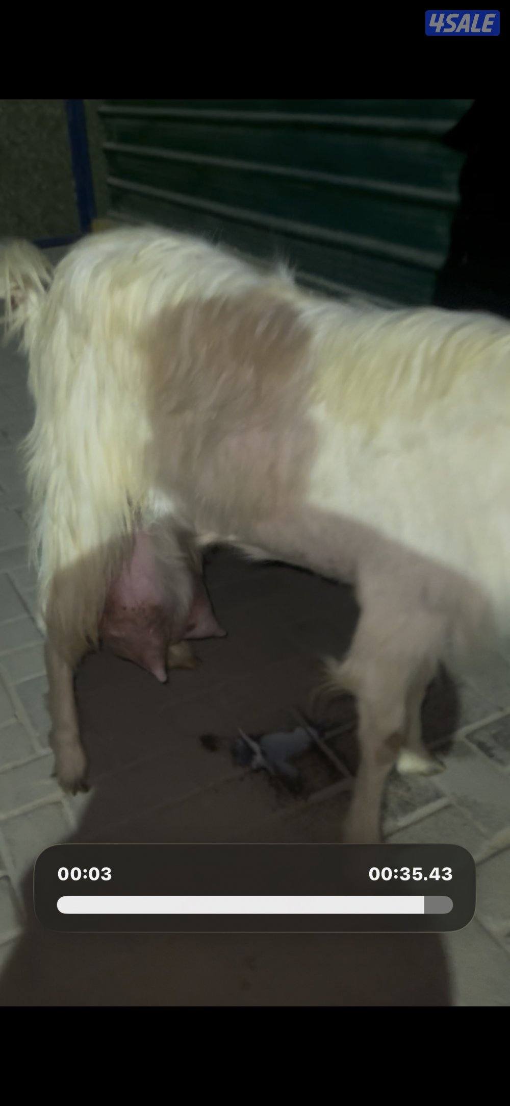 حليب شرط فاخر تبارك  الرحمن1