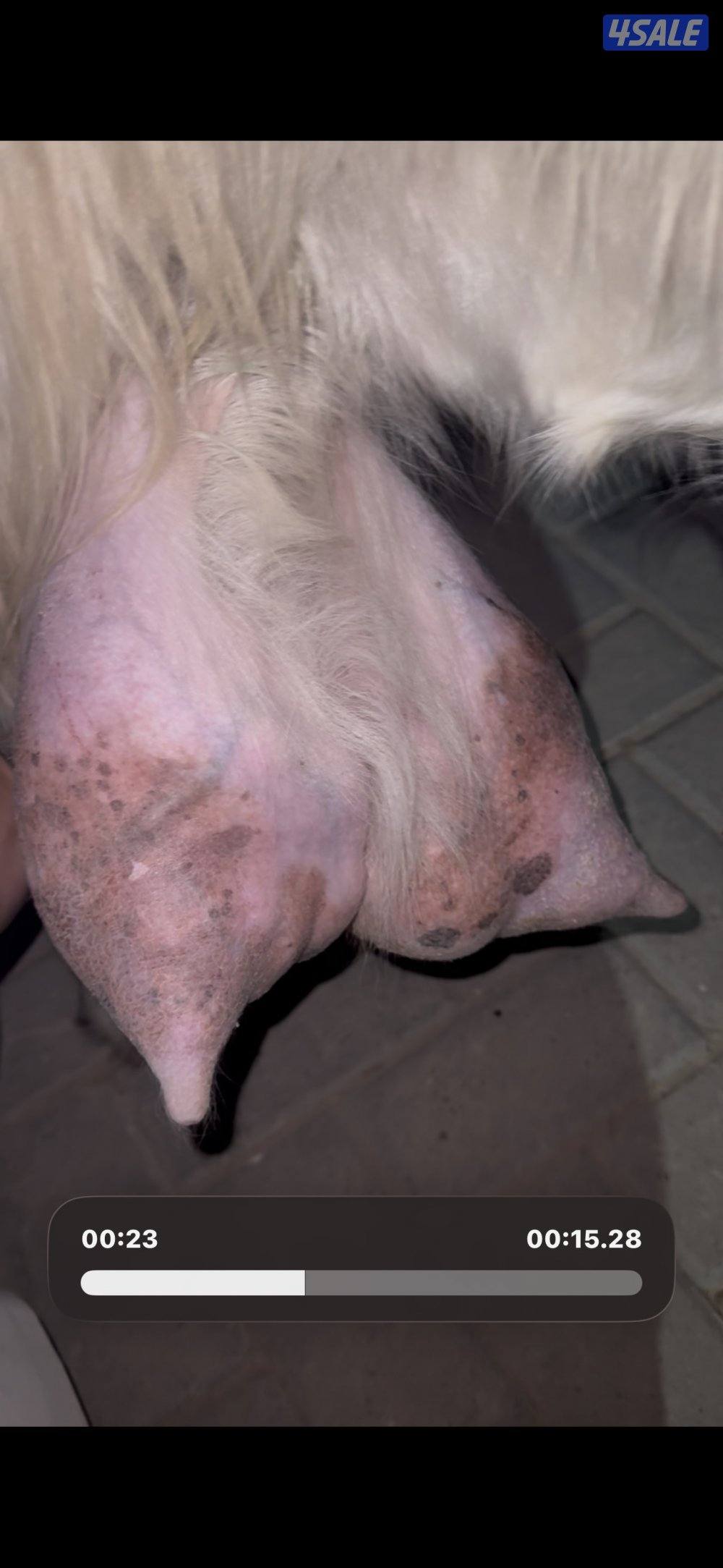 حليب شرط فاخر تبارك  الرحمن2