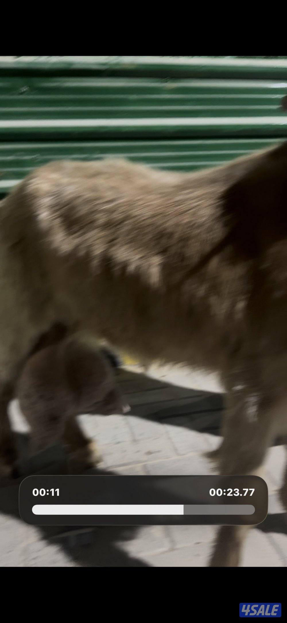 حليب شرط فاخر تبارك  الرحمن3