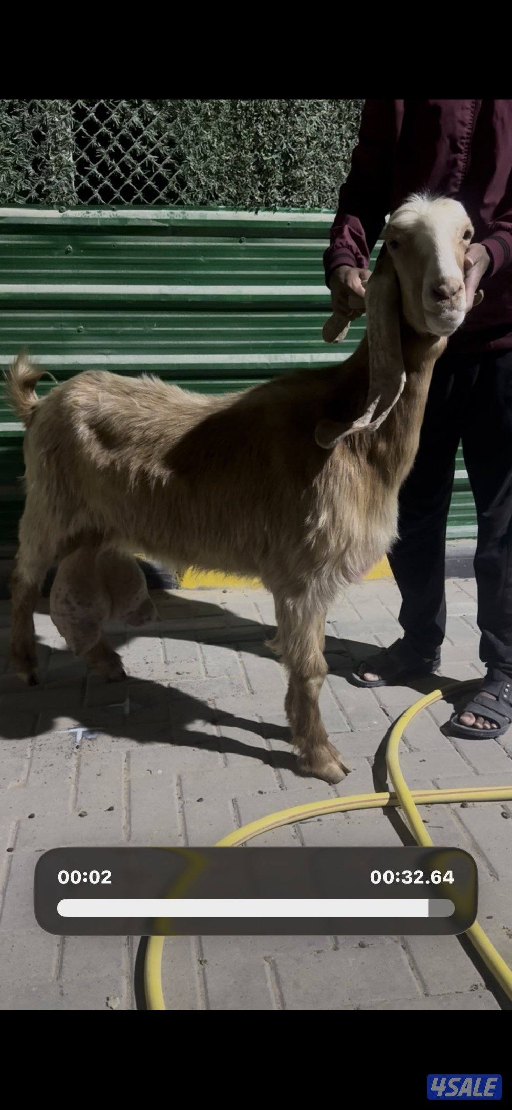 حليب شرط فاخر تبارك  الرحمن4