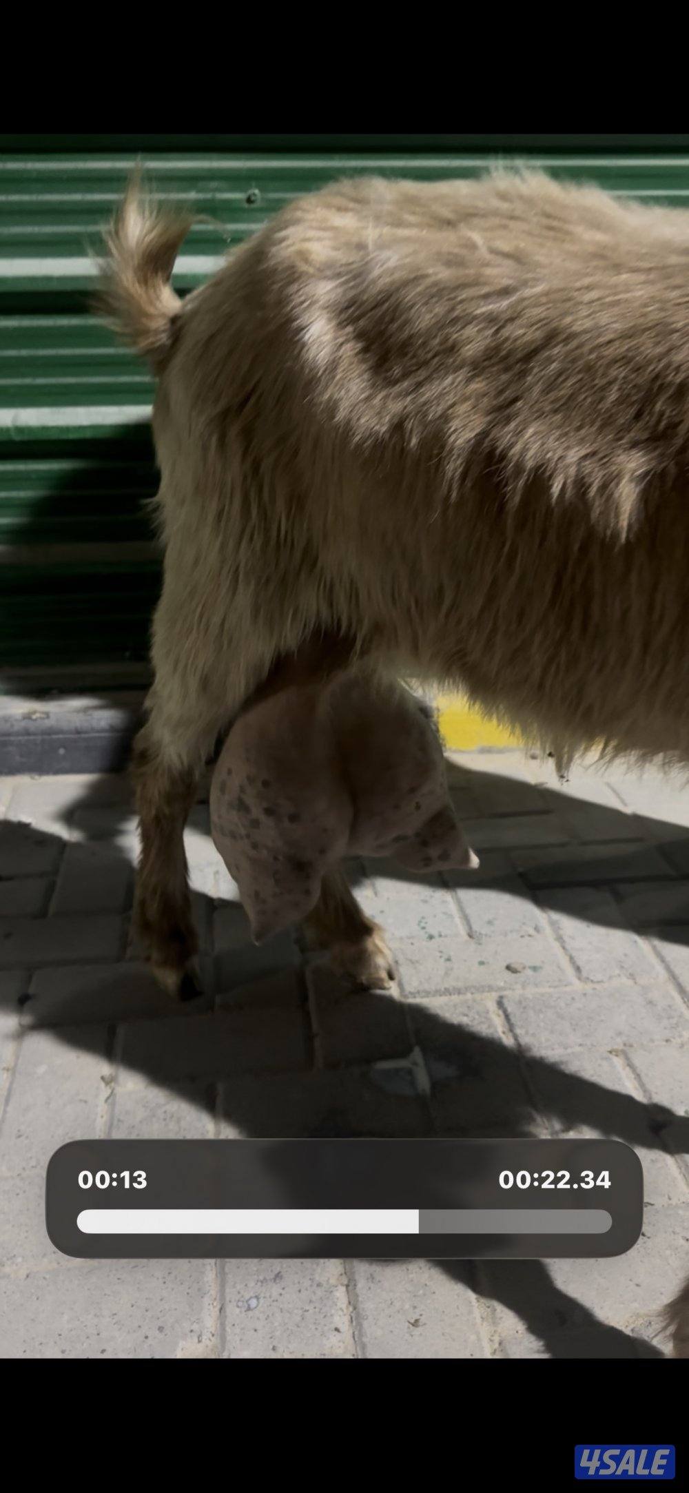 حليب شرط فاخر تبارك  الرحمن5