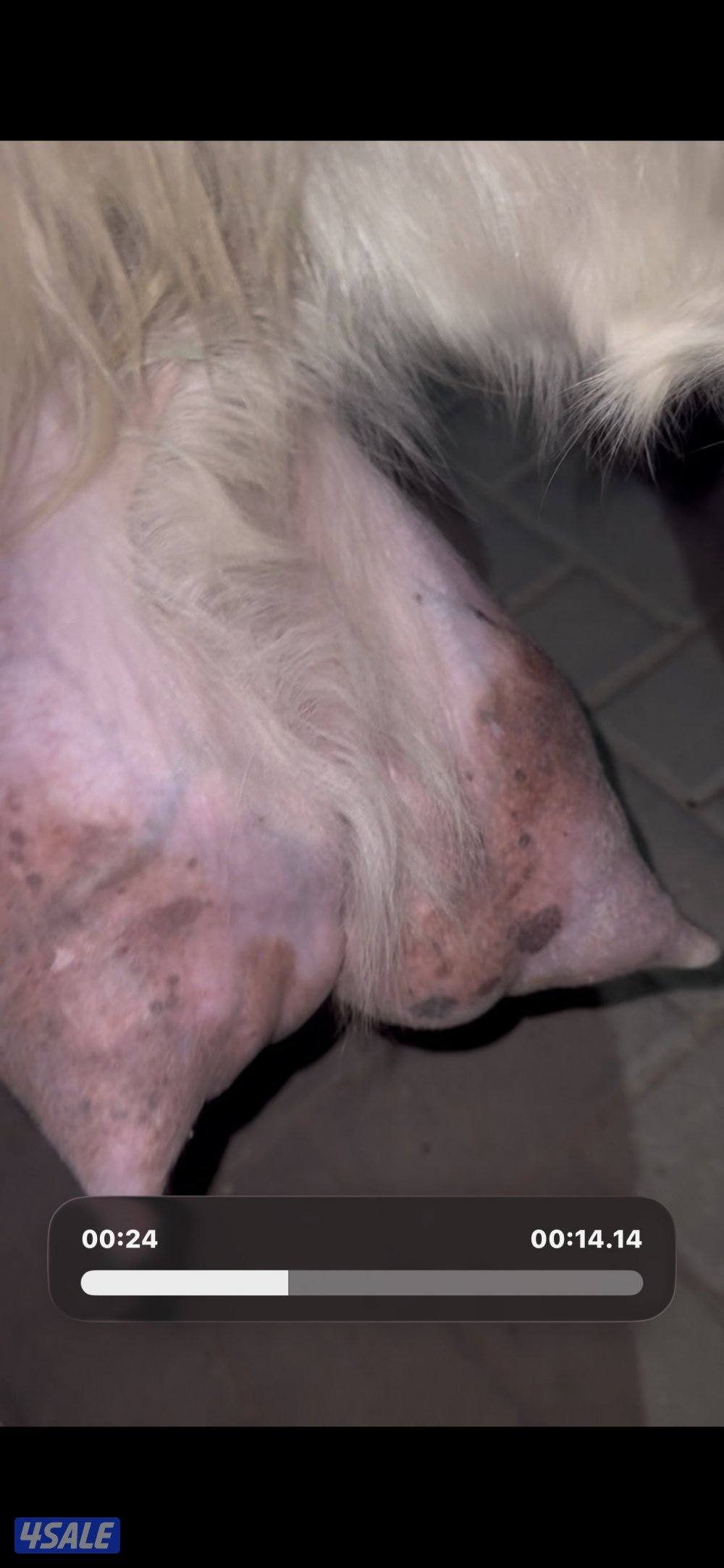 حليب شرط فاخر تبارك  الرحمن6