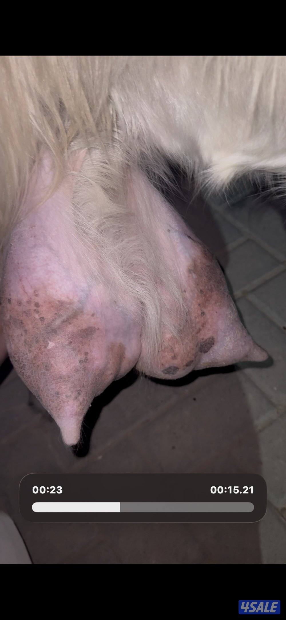 حليب شرط فاخر تبارك  الرحمن7