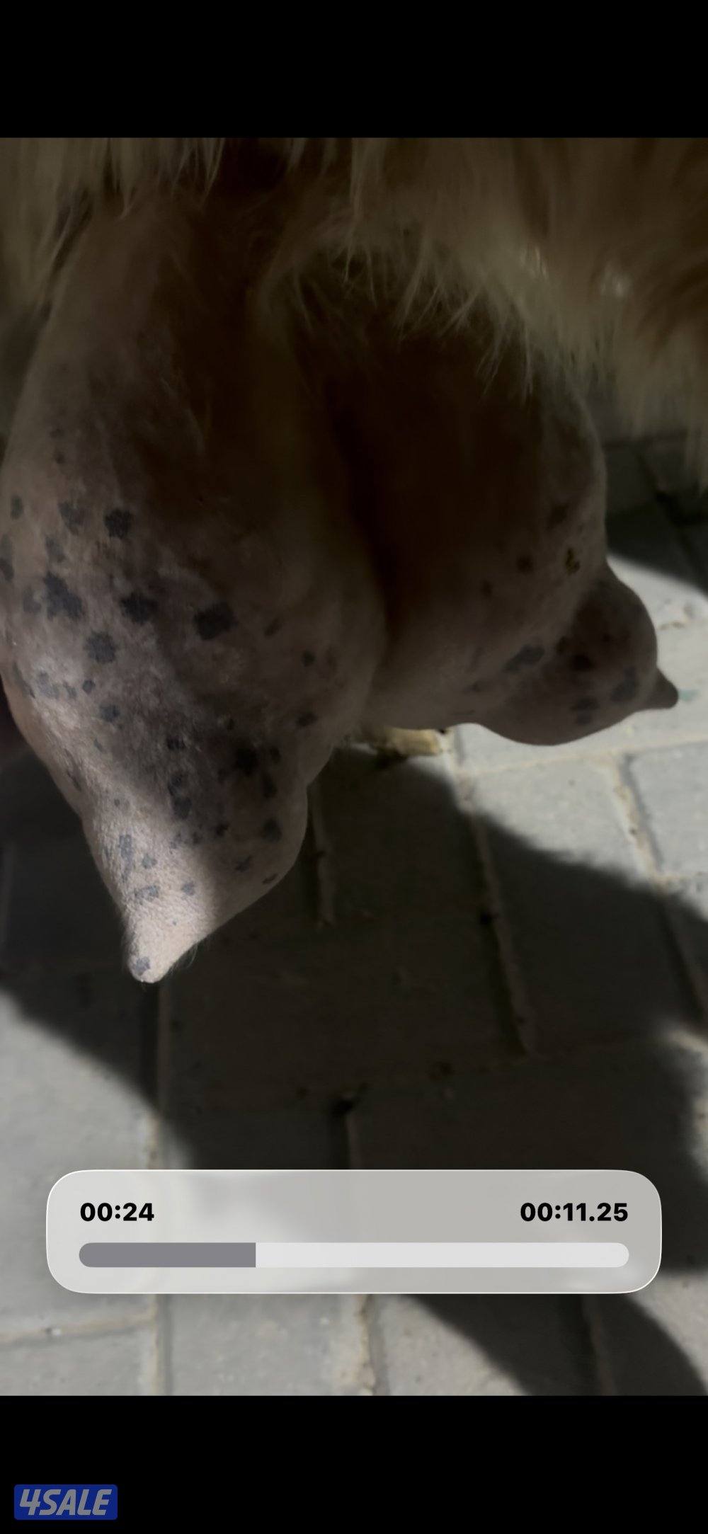 حليب شرط فاخر تبارك  الرحمن8